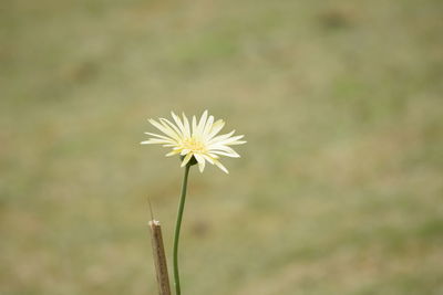 Close-up of white daisy flowers