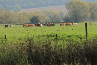 Cows grazing on grassy field