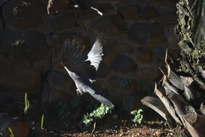 Close-up of eagle flying