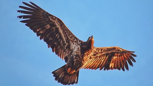 Low angle view of eagle flying against clear sky