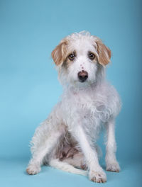 Nice mixed breed dog sitting on a blue background looking towards camera