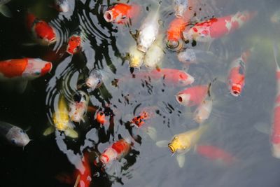 School of fish swimming in pond