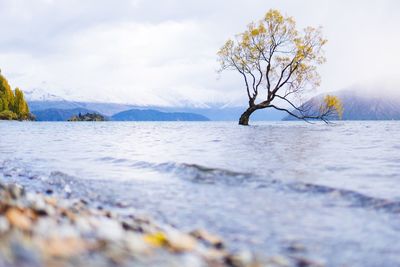 Tree on snow covered mountain against sky