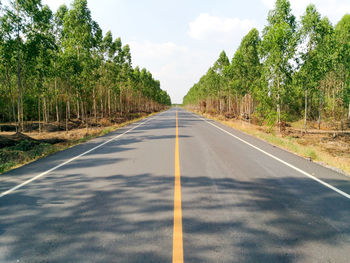 Empty road along trees