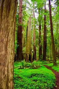 Trees in forest