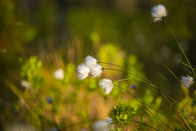Beautiful white, fluffy cottongrass heads in warm sunlight. wildflowers in the forest.
