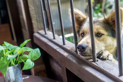 Close-up portrait of a dog