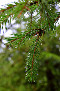 Close-up of pine tree