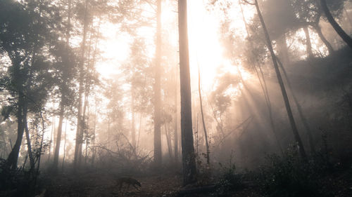 Sun shining through trees