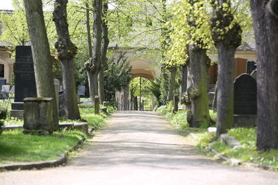 Walkway amidst trees