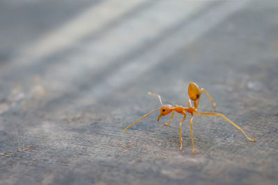 Close-up of ant on wood