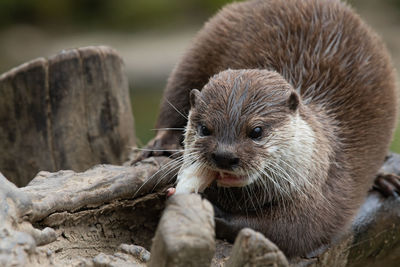Portrait of an asian small clawed otter eating a fish