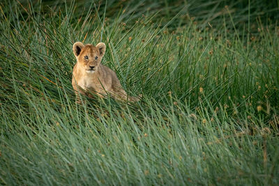 Lion cub lies alone in tall grass