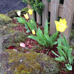 Close-up of flowers in backyard