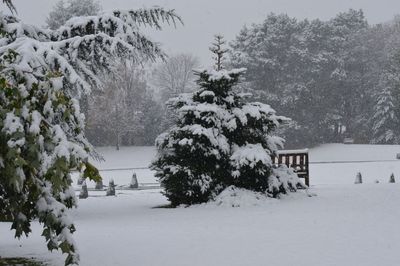 Snow covered trees by lake against sky