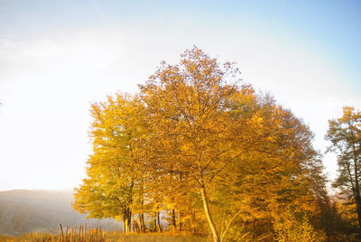 Tree against sky during autumn