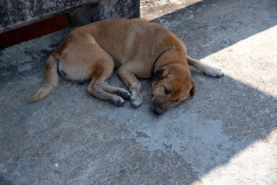 High angle view of dog sleeping on street