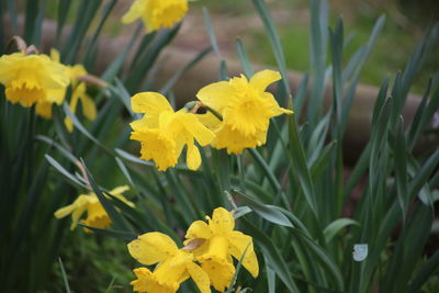 Close-up of yellow daffodil flowers on field