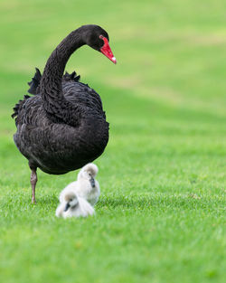 Duck on a field