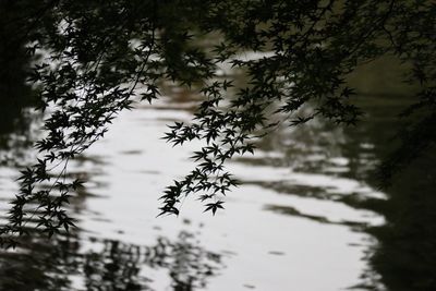 Close-up of plants against blurred background