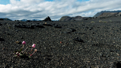 Close-up of flowers on beach against sky