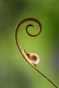 A snail crawling on a coiled branch