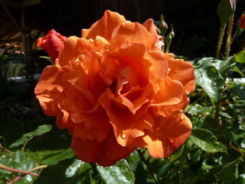 Close-up of water drops on flowers