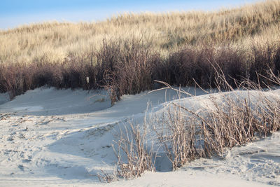 Scenic view of snow covered field