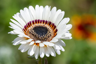 Close-up of white daisy flowers