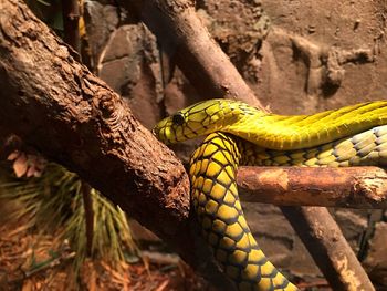 Close-up of yellow lizard on branch