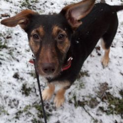 High angle portrait of dog on field during winter