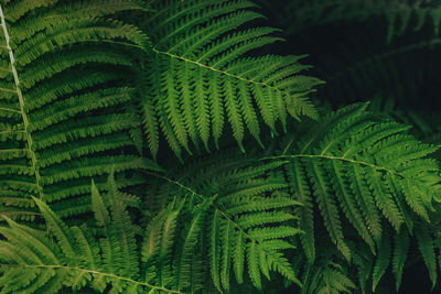 Natural green fern leaves background. bright foliage making an ideal backdrop for organic products 