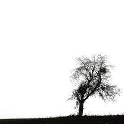 Bare tree against clear sky