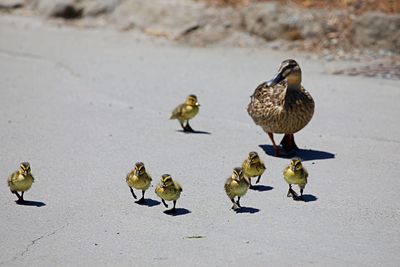 High angle view of mallard ducks