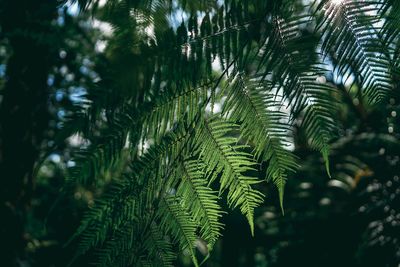 Close-up of fern leaves