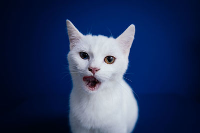 Close-up portrait of white cat against black background