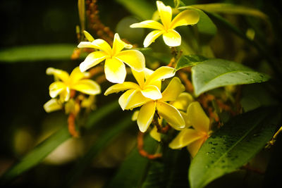 Close-up of yellow flowering plant