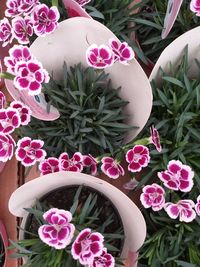 High angle view of pink flower pot