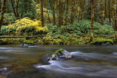 River flowing through forest