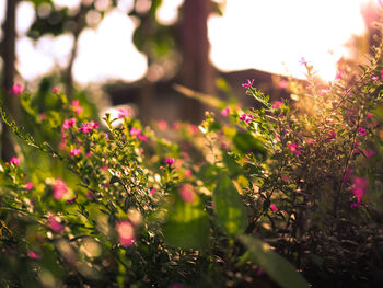 Close-up of pink flowering plants on field