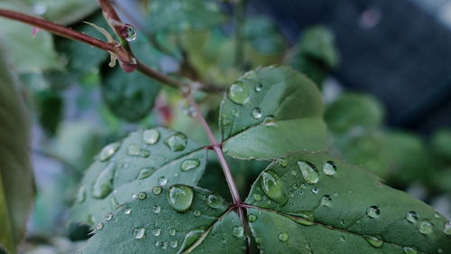 Close-up of wet tree during rainy season