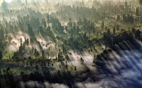 Aerial view of forest during foggy weather