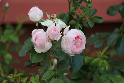 Close-up of pink roses