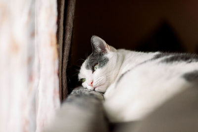 Close-up of cat sleeping at home