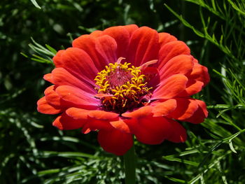 Close-up of red flower