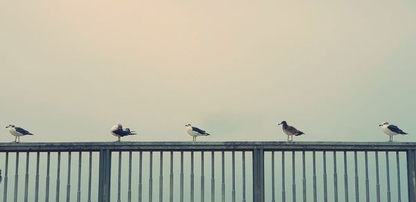 Birds perching on railing