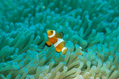 Dancing clown fish