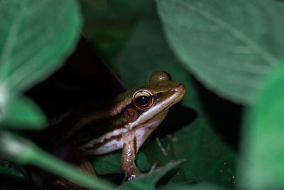 Close-up of frog on leaf