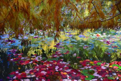 Close-up of flowers in park