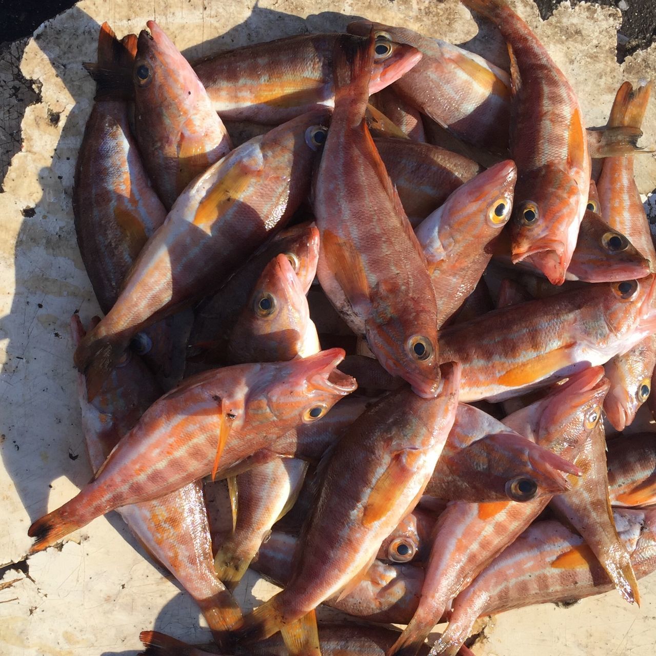 dead animal, seafood, fish, close-up, high angle view, rusty, healthy eating, abundance, food, outdoors, day, heap, large group of objects, food and drink, crab, no people, animal themes, raw food, metal